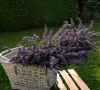 Tot rust komen? De oplossing groeit gewoon in je tuin, dit kun je allemaal doen met lavendel