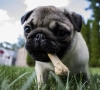 Meer dan alleen chocolade: 10 voedingsmiddelen die je hond absoluut niet mag eten