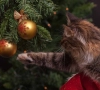 Heb je een hond of kat én een kerstboom in huis? Zo hou je het veilig